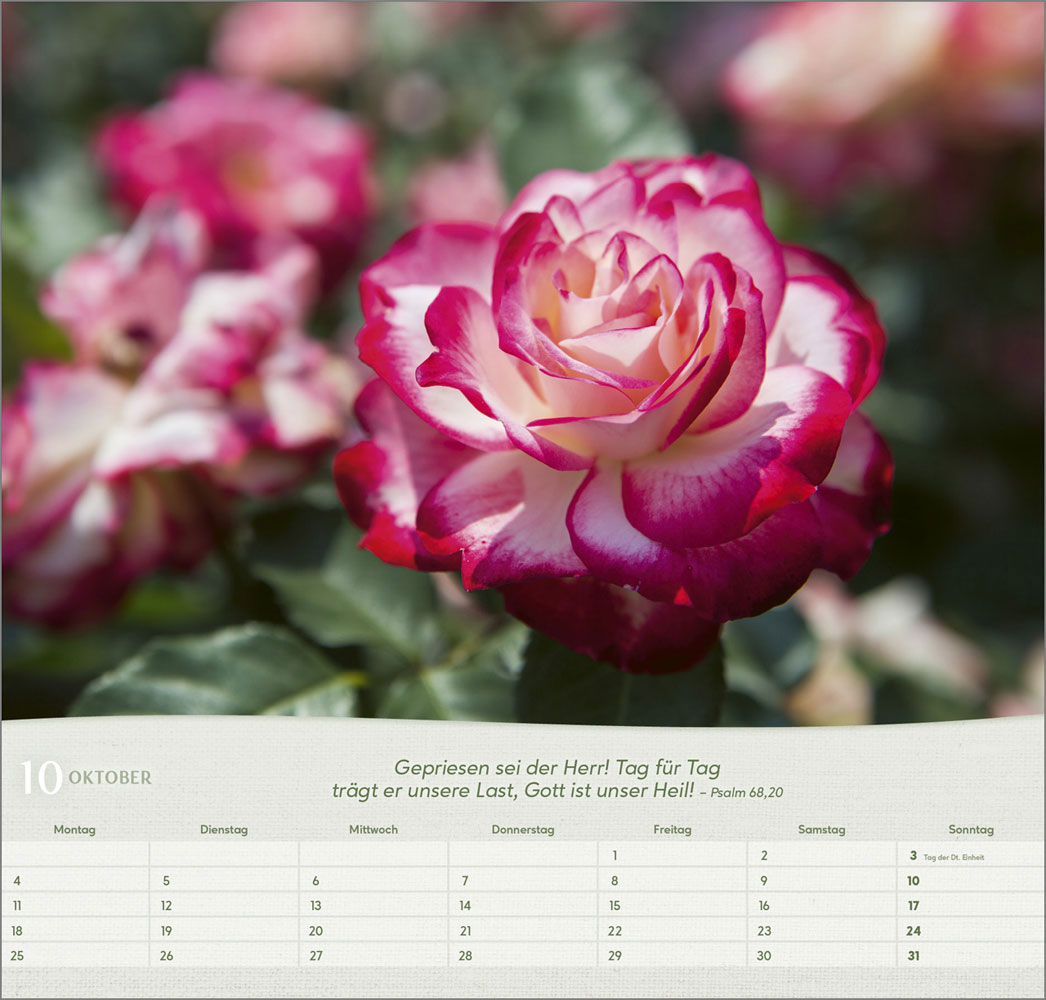 Rosen 2027 - Wandkalender