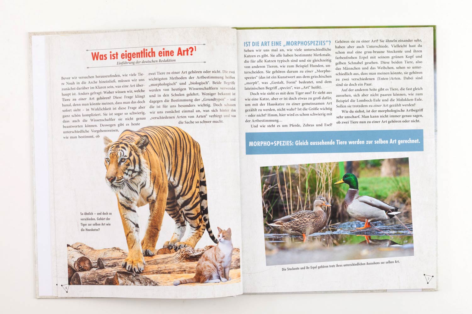 Wie viele Tiere waren in der Arche?