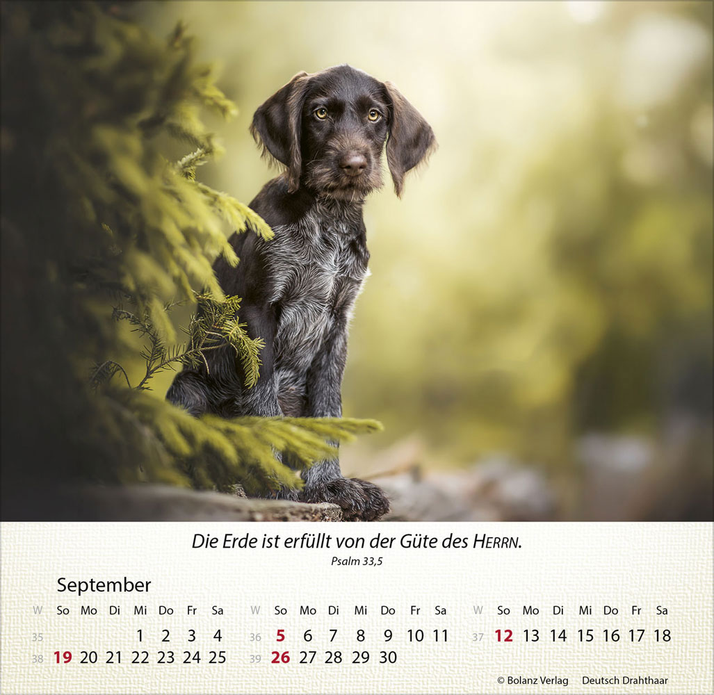 Hunde 2027 - Tischkalender
