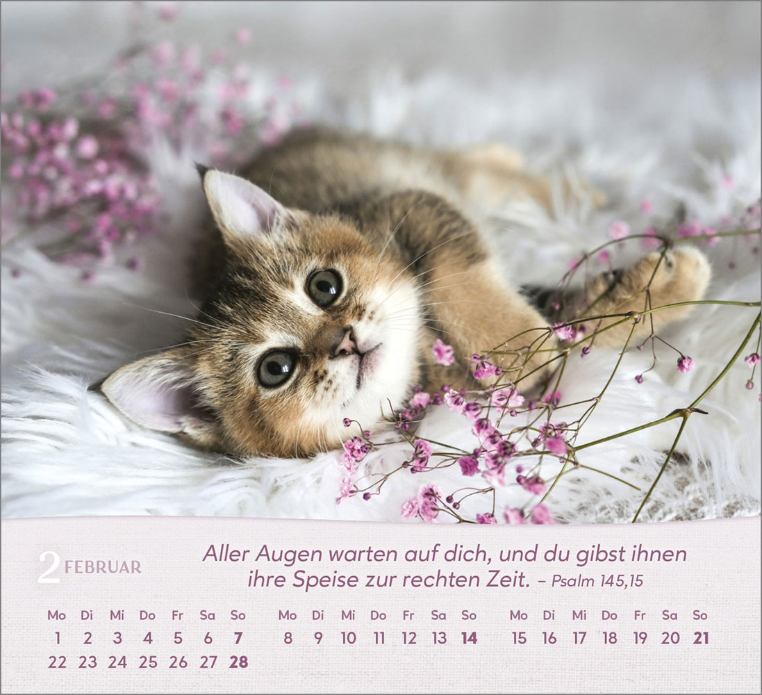Katzen 2027 - Tischkalender
