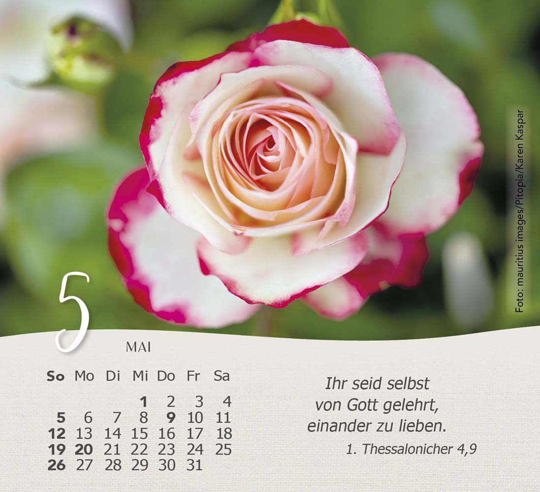 Rosen 2024 - Tischkalender Rosen 2024 - Tischkalender
