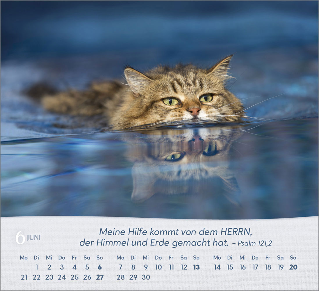 Katzen 2027 - Tischkalender