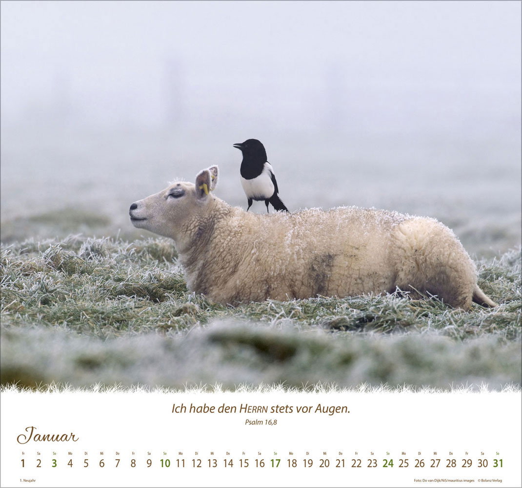 Ein Leben für die Schafe 2027 - Wandkalender