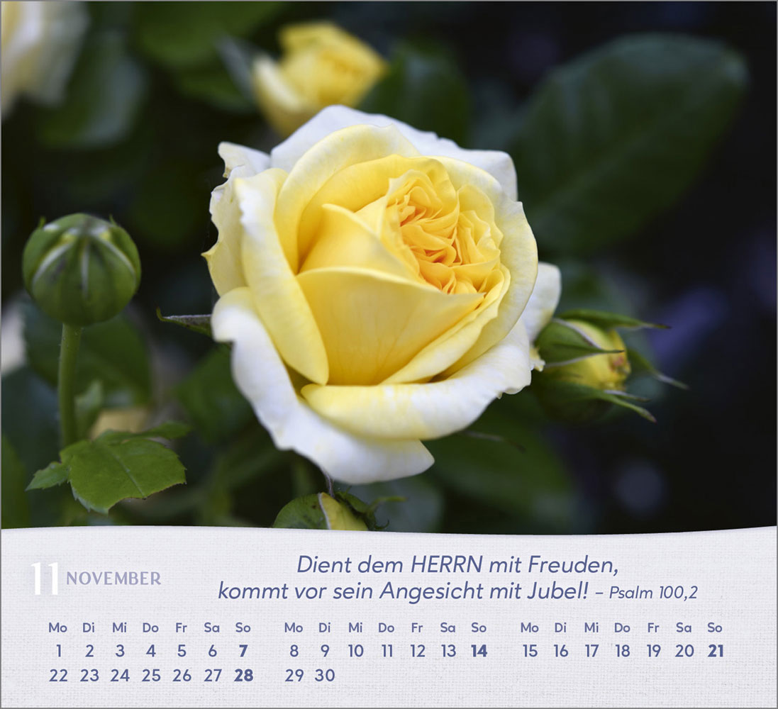 Rosen 2027 - Tischkalender