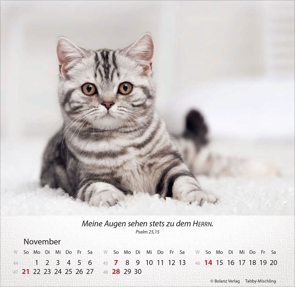 Katzen 2027 - Tischkalender