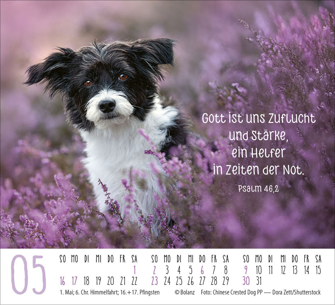Hunde 2027 - Minikalender
