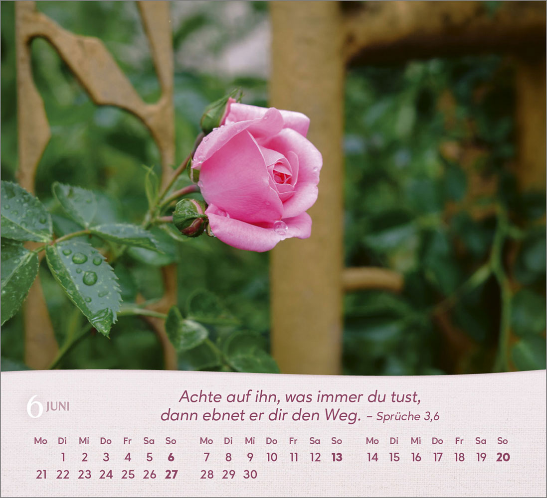 Rosen 2027 - Tischkalender