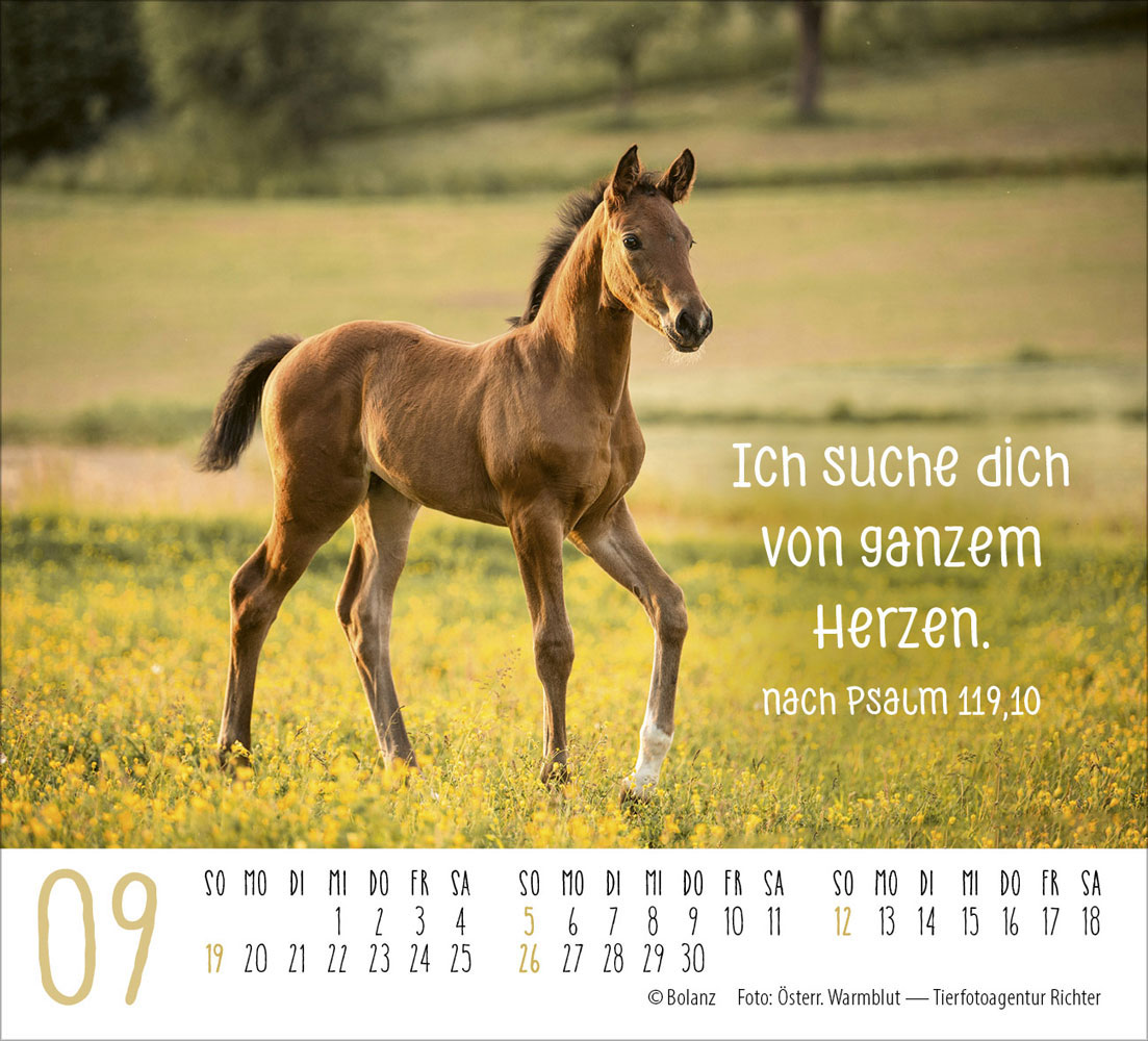 Pferde 2027 - Minikalender
