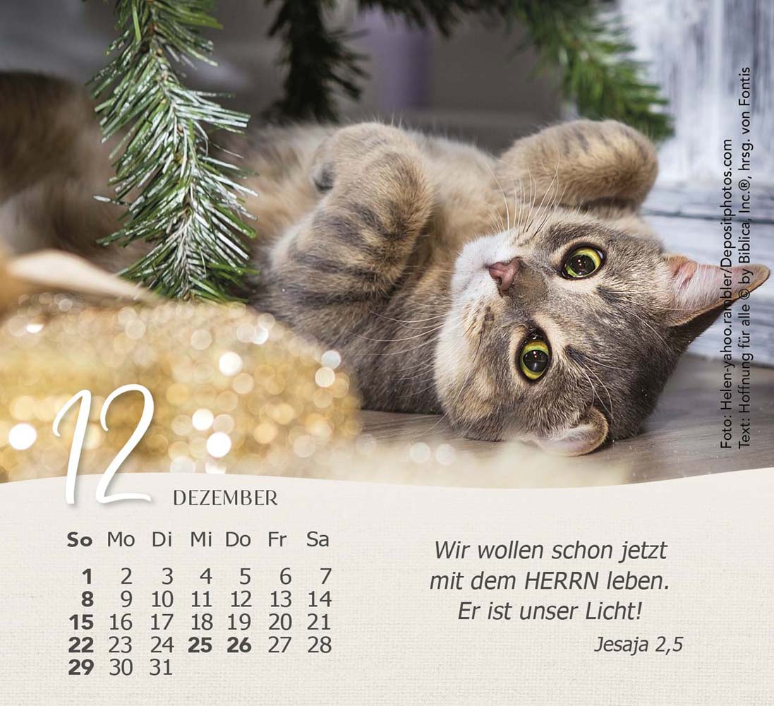 Katzen 2024 - Tischkalender Katzen 2024 - Tischkalender