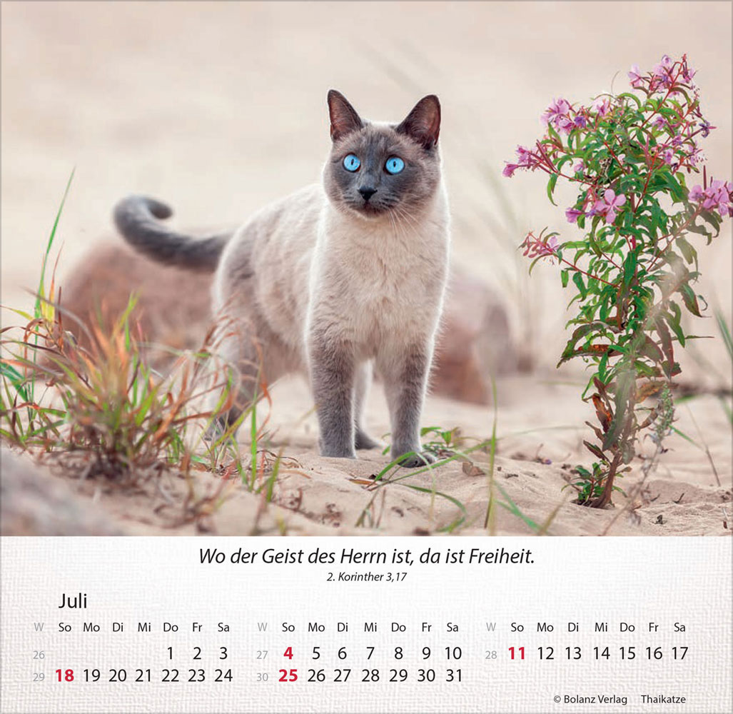 Katzen 2027 - Tischkalender