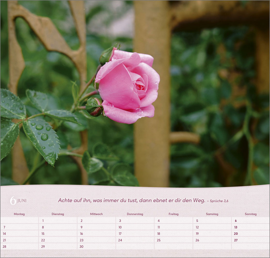 Rosen 2027 - Wandkalender
