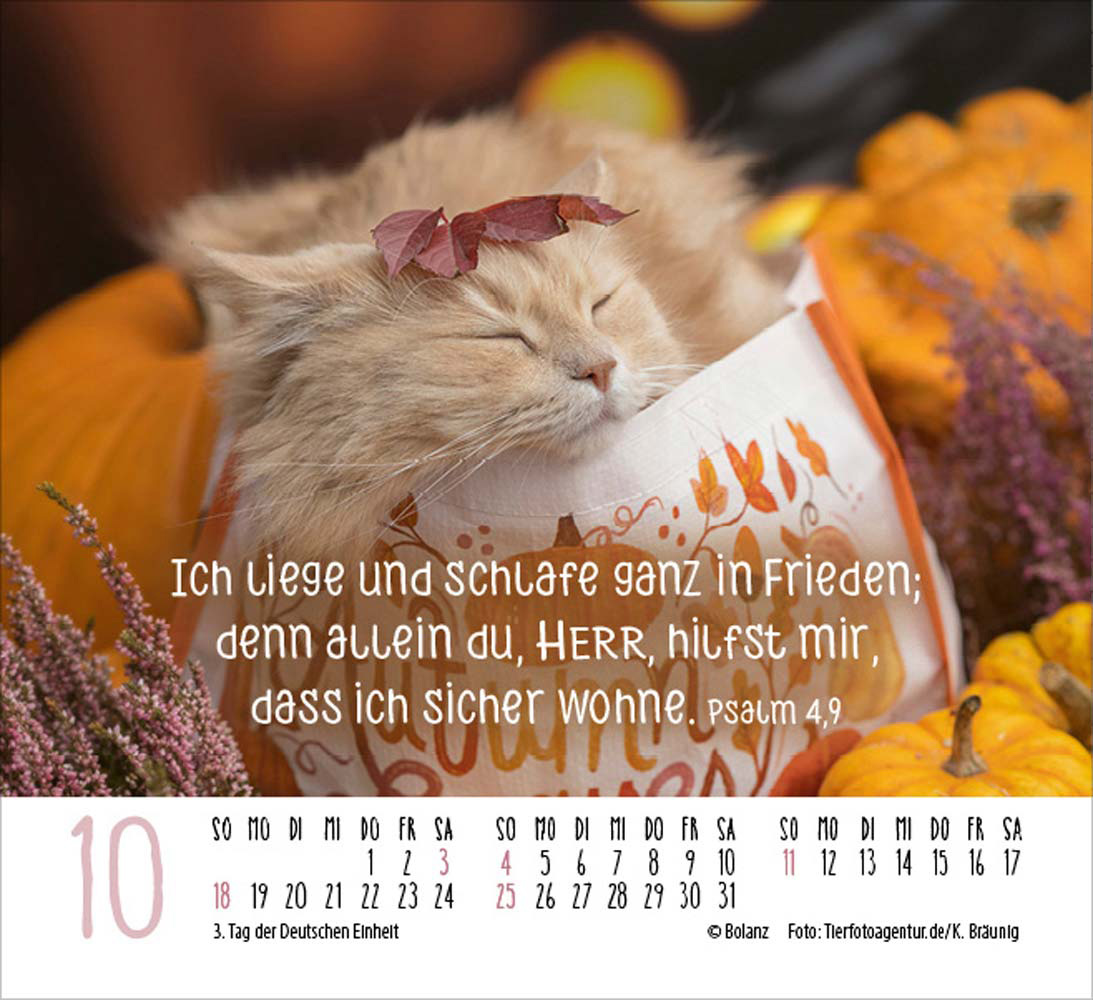 Katzen 2026 - Minikalender  