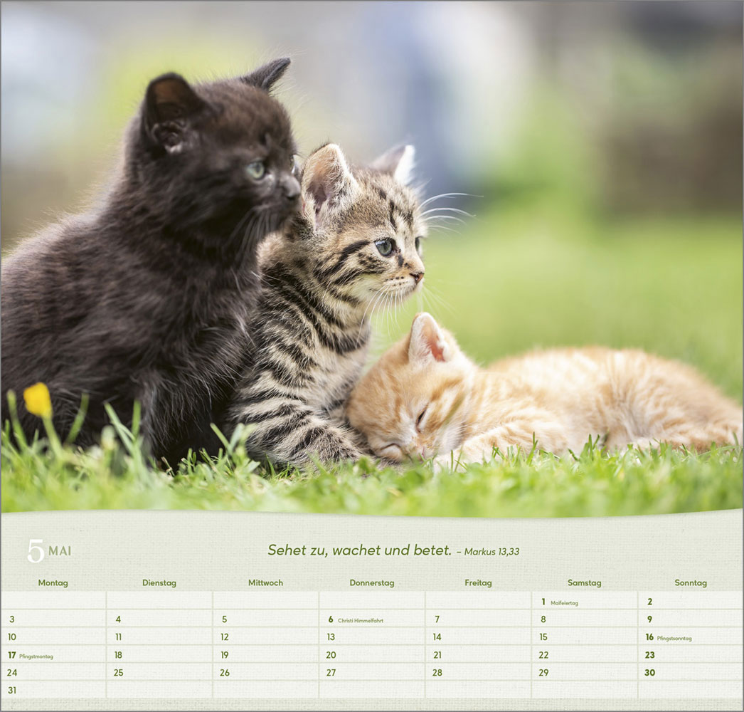 Katzen 2027 - Wandkalender