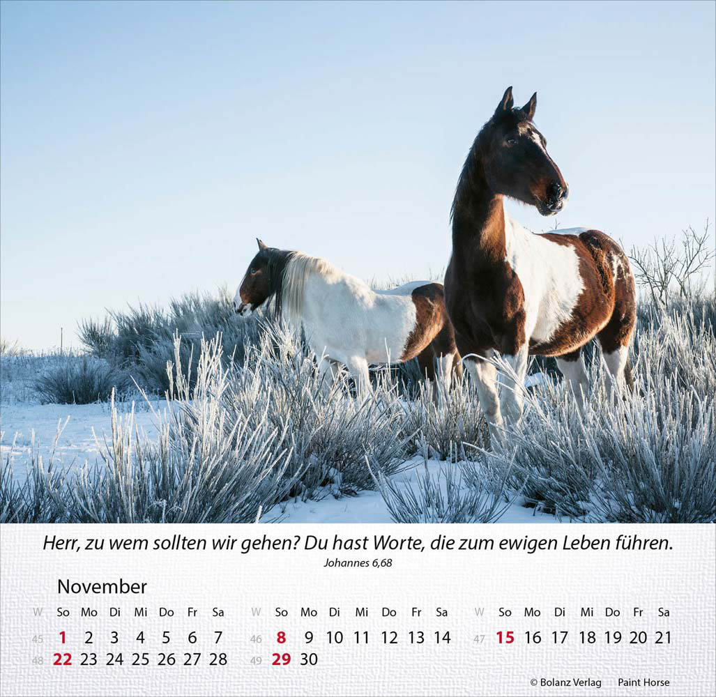 Pferde 2026 - Tischkalender