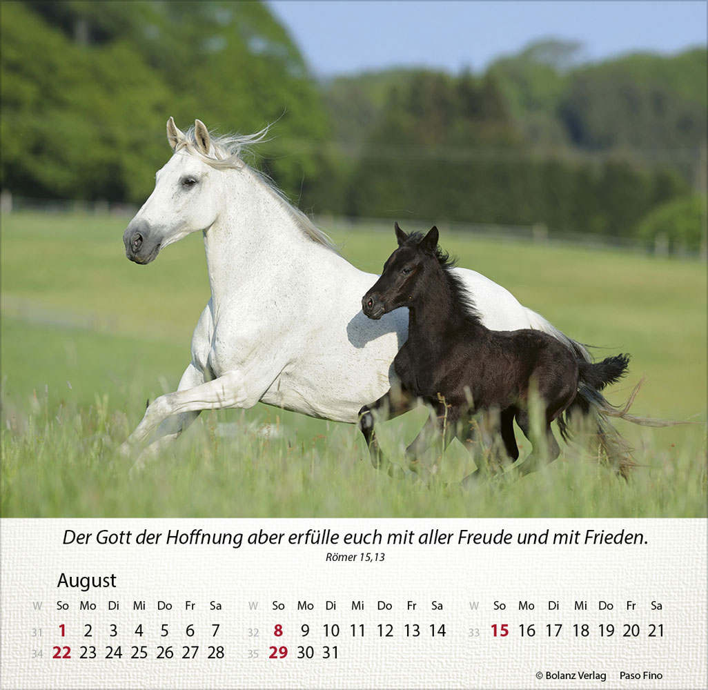 Pferde 2027 - Tischkalender