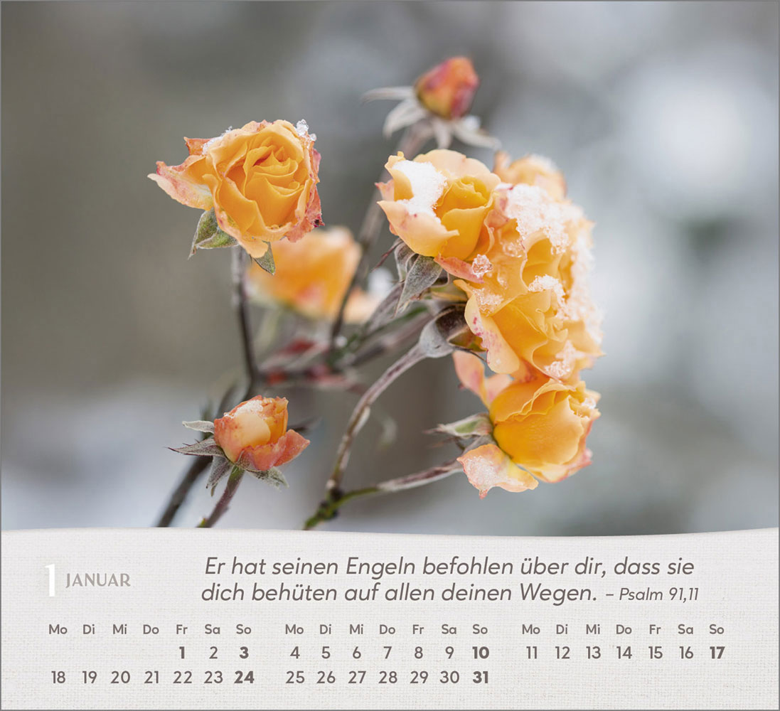Rosen 2027 - Tischkalender