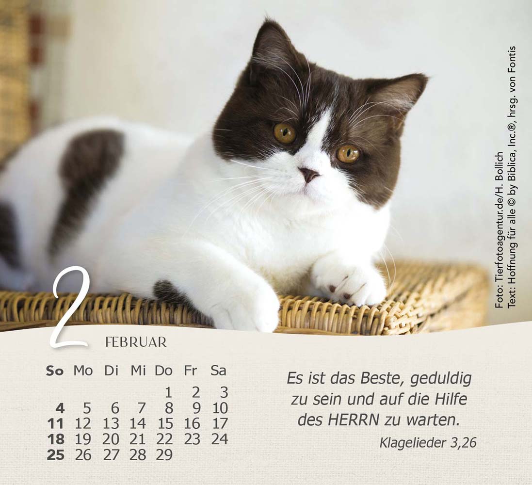 Katzen 2024 - Tischkalender Katzen 2024 - Tischkalender