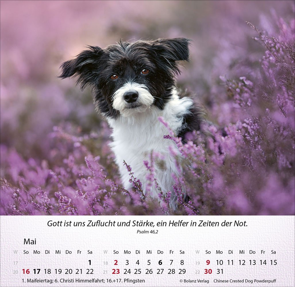 Hunde 2027 - Tischkalender