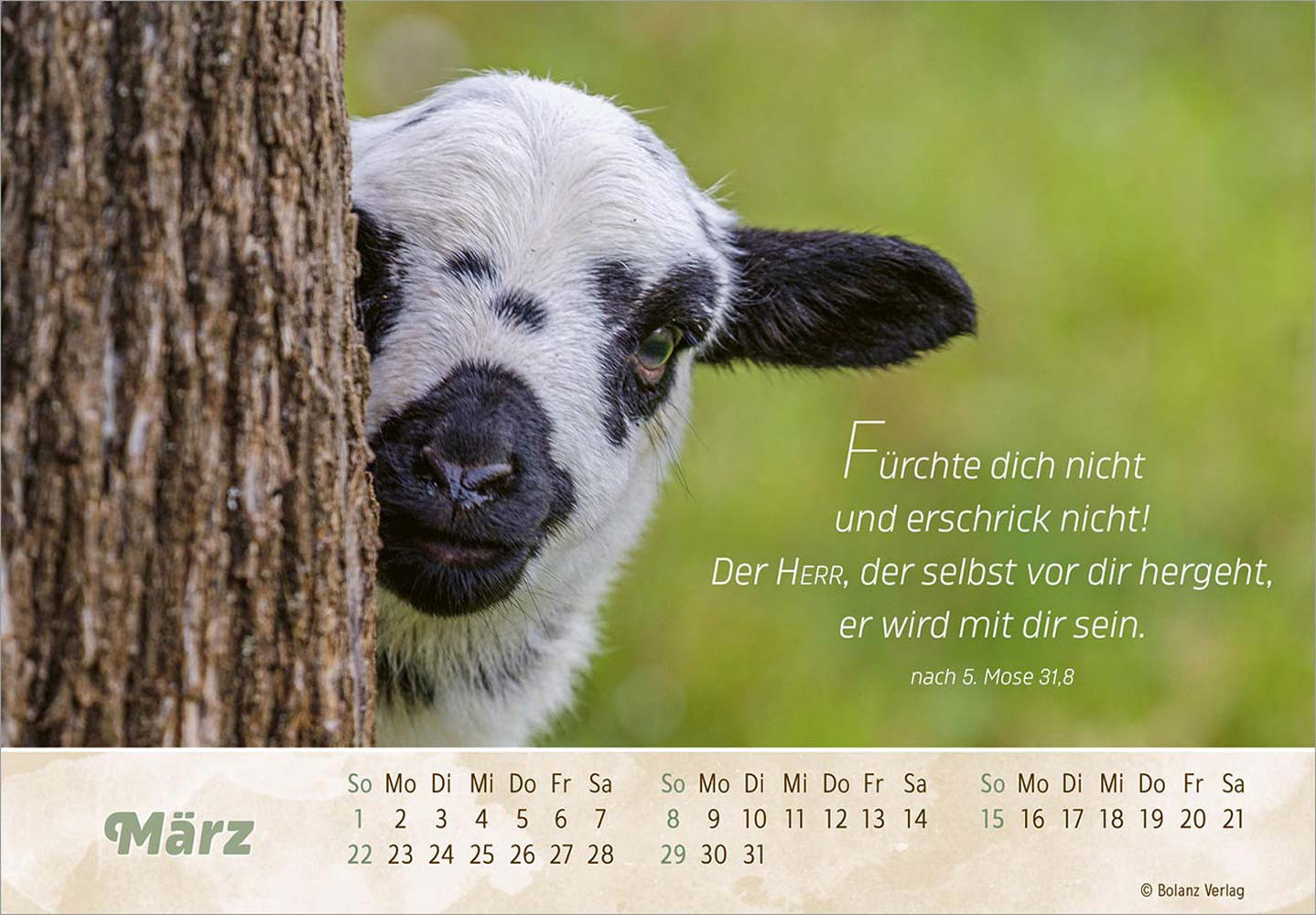 Der Gute Hirte 2026 - Postkartenkalender