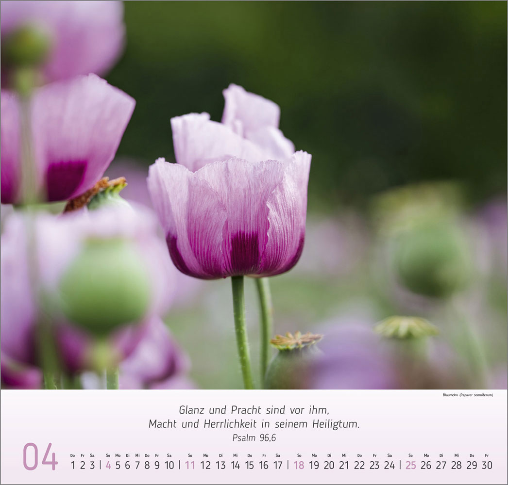 Impressionen Blumen 2027
