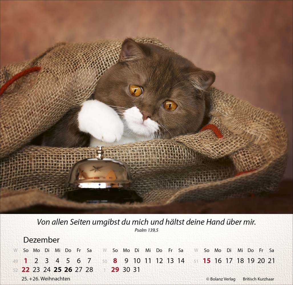 Katzen 2024 - Tischkalender Katzen 2024 - Tischkalender