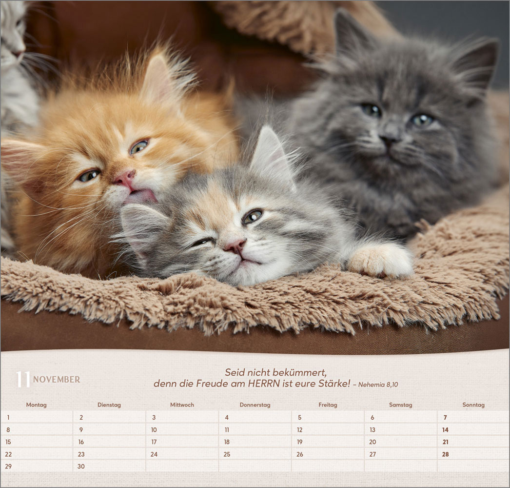 Katzen 2027 - Wandkalender