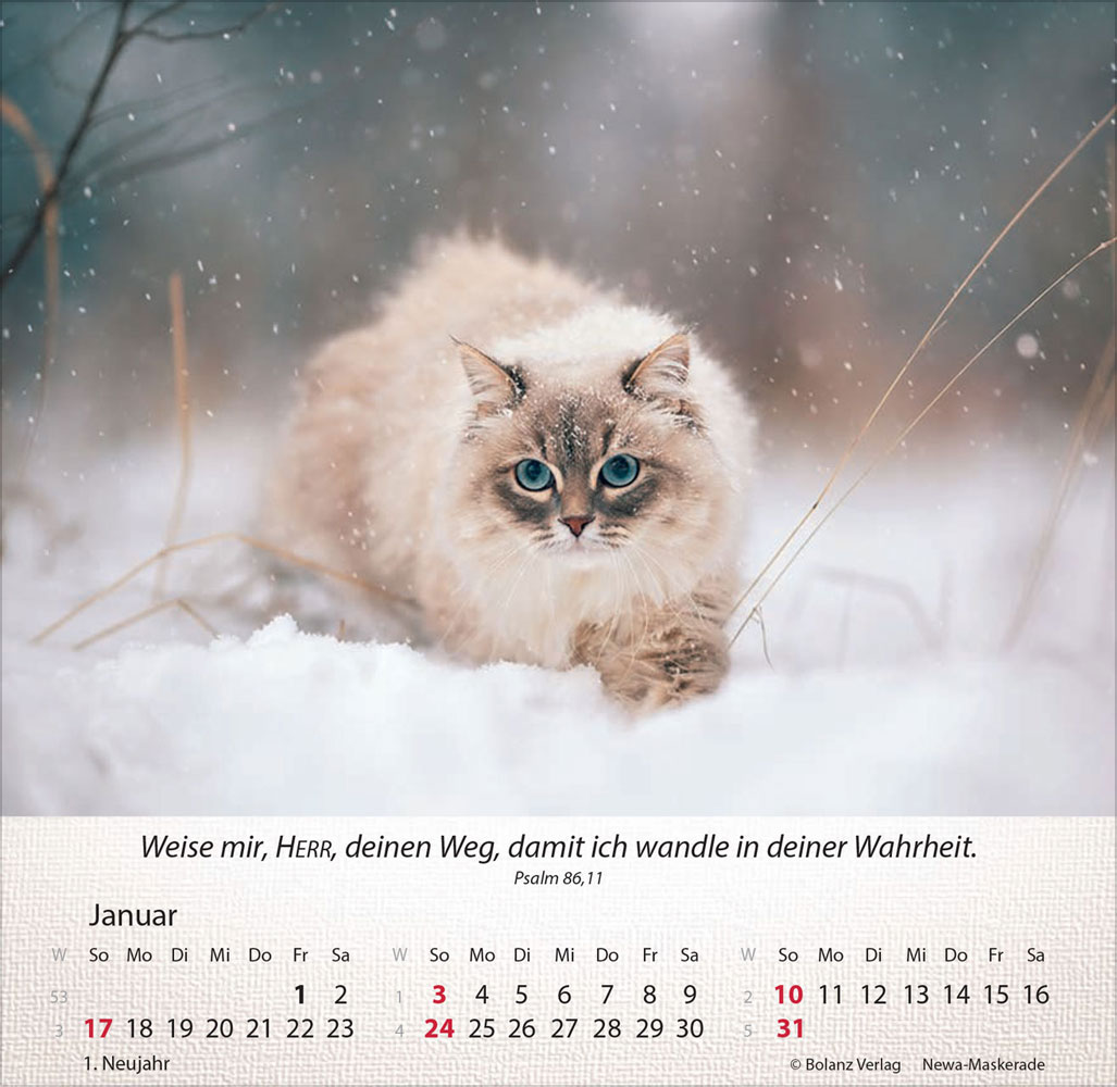 Katzen 2027 - Tischkalender