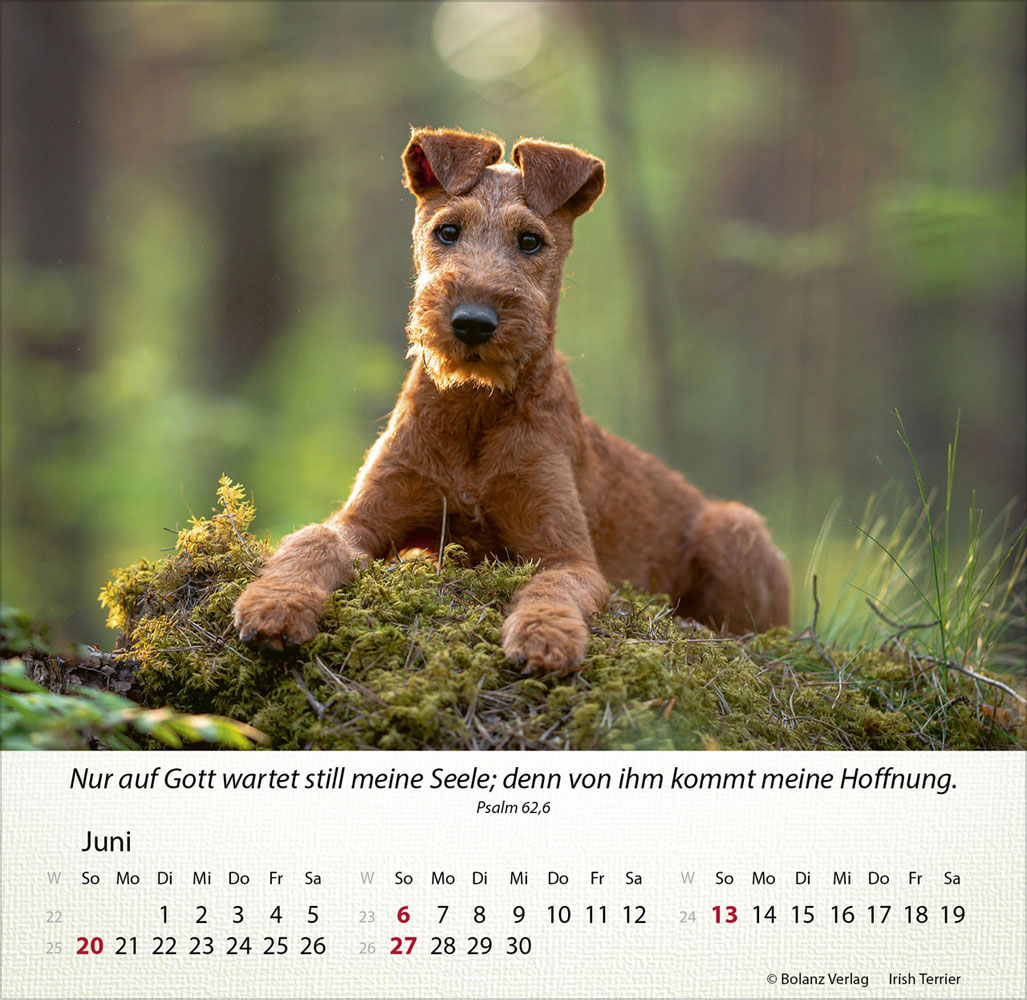 Hunde 2027 - Tischkalender
