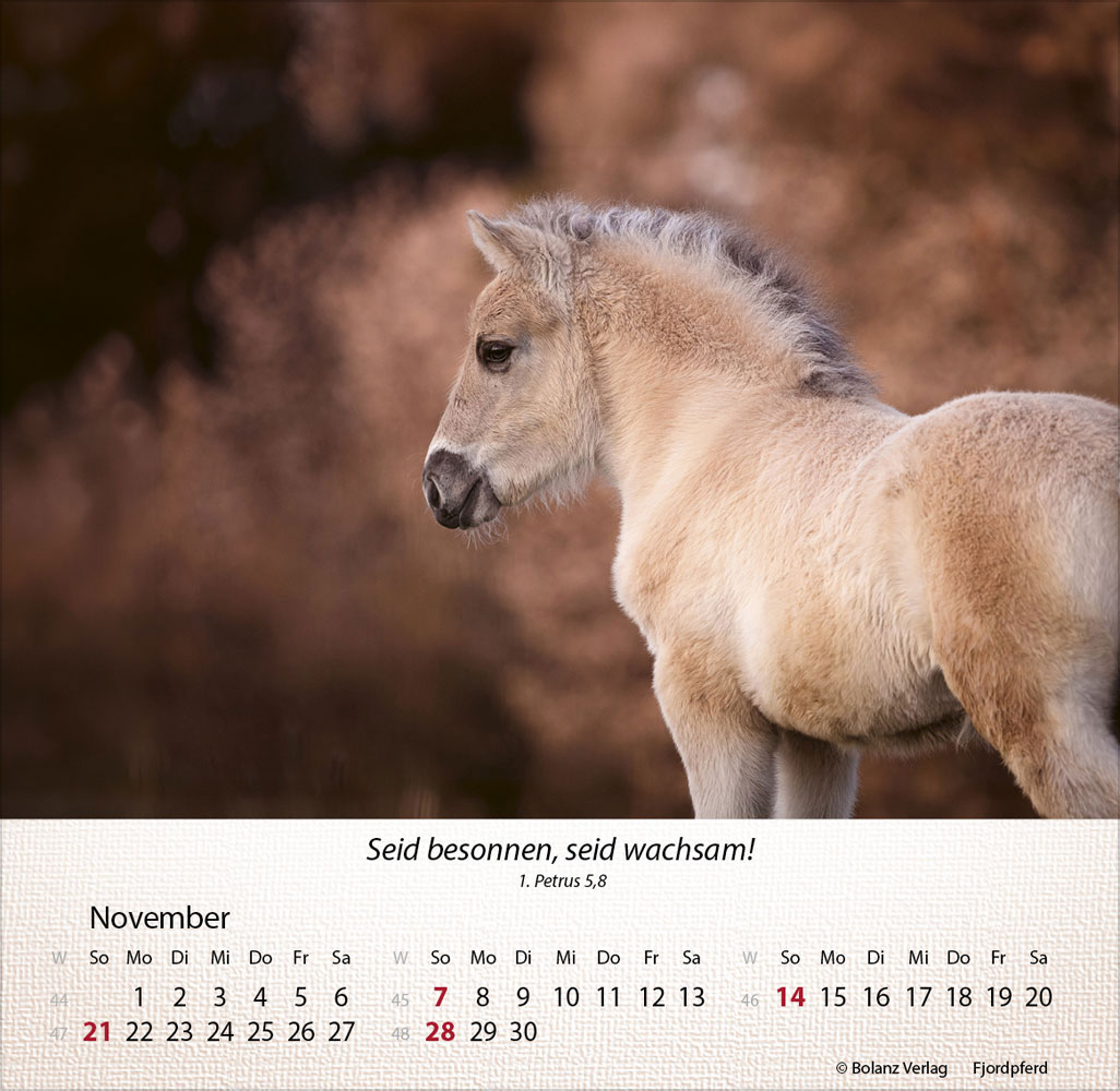 Pferde 2027 - Tischkalender