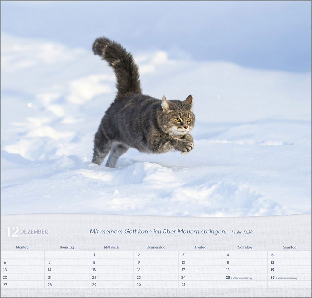 Katzen 2027 - Wandkalender