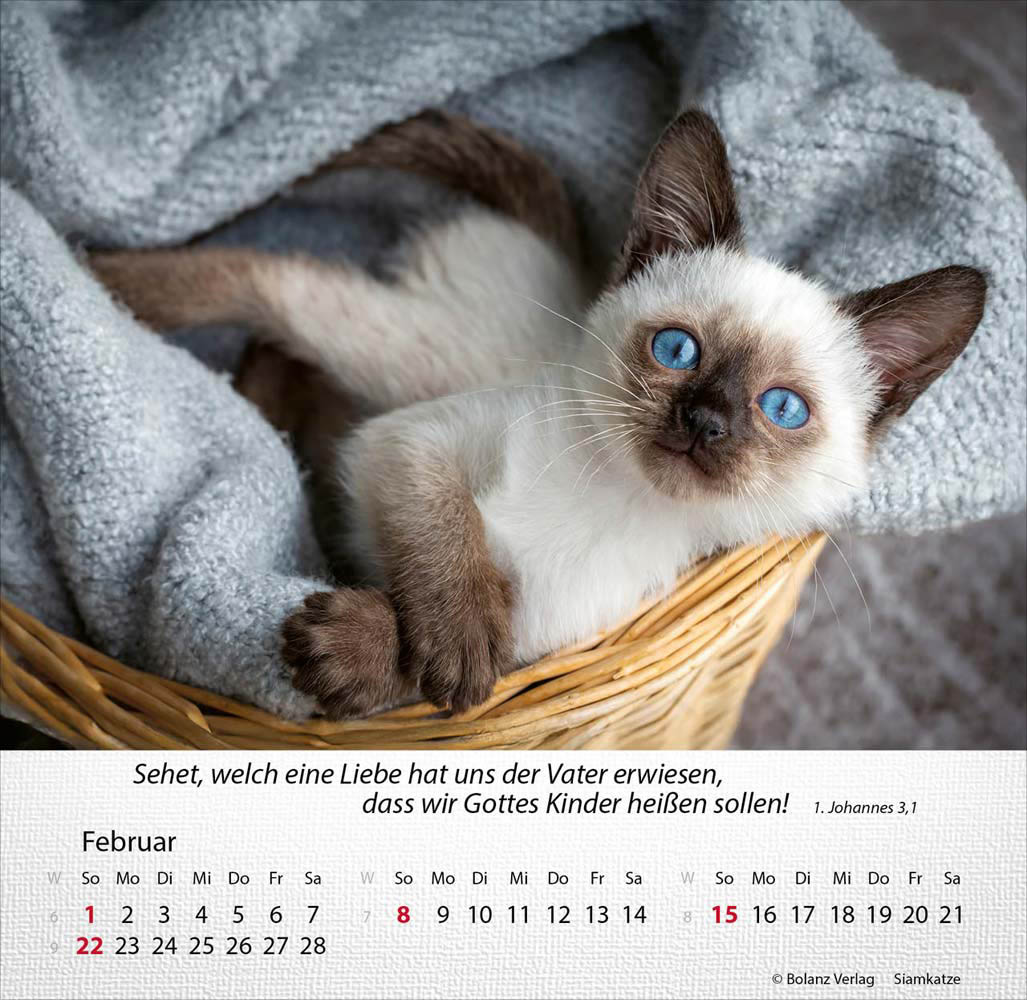 Katzen 2026 - Tischkalender Katzen 2026 - Tischkalender