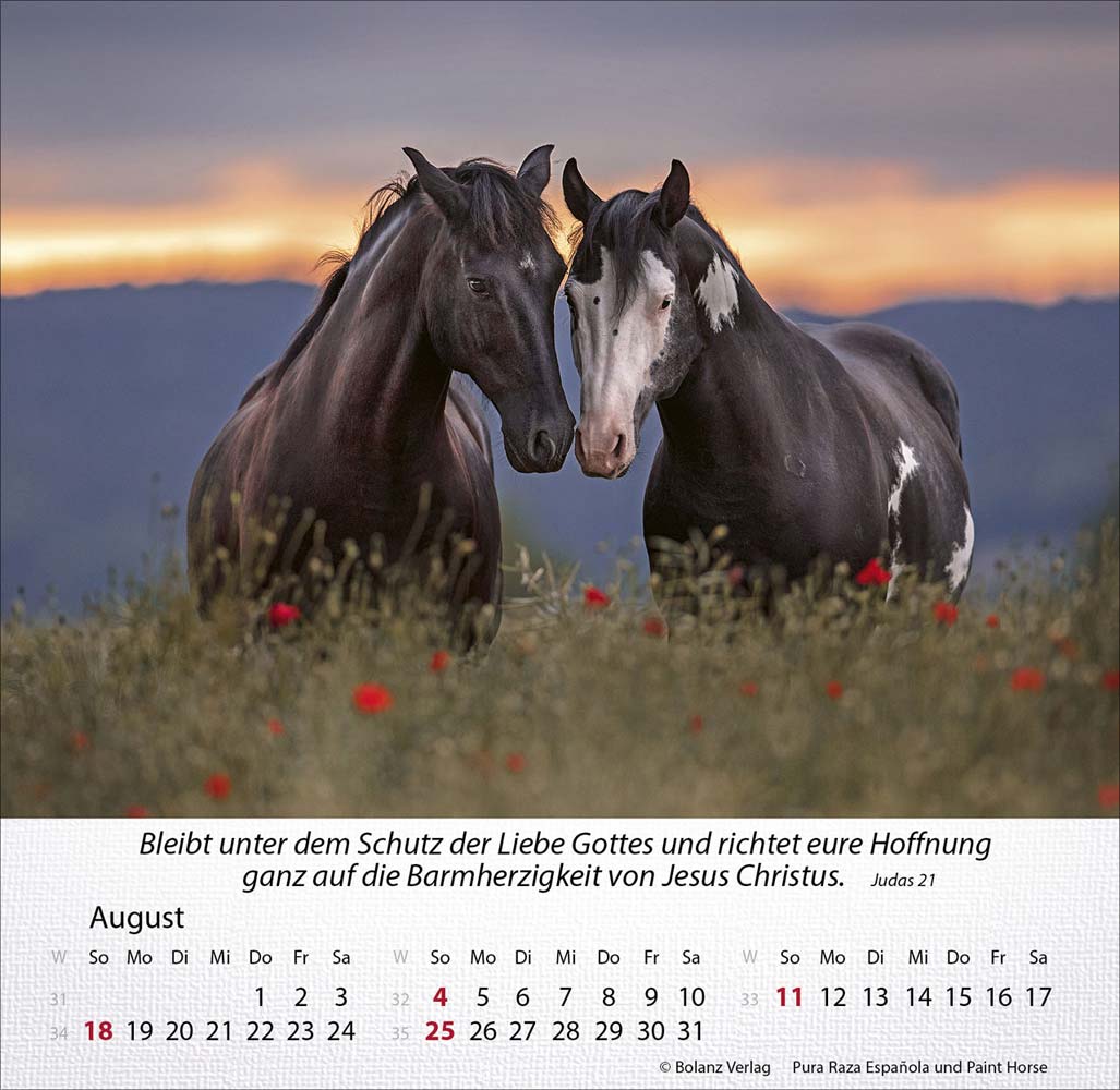 Pferde 2024 - Tischkalender Pferde 2024 - Tischkalender