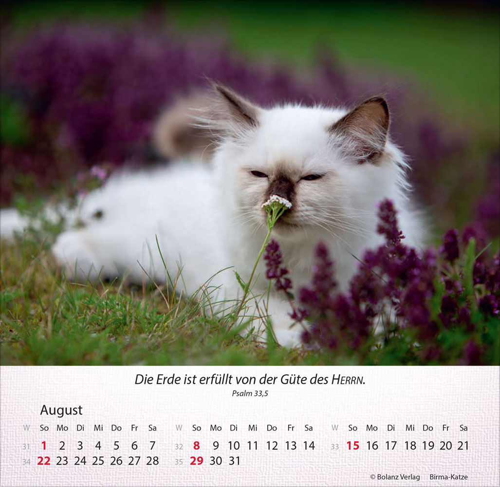 Katzen 2027 - Tischkalender