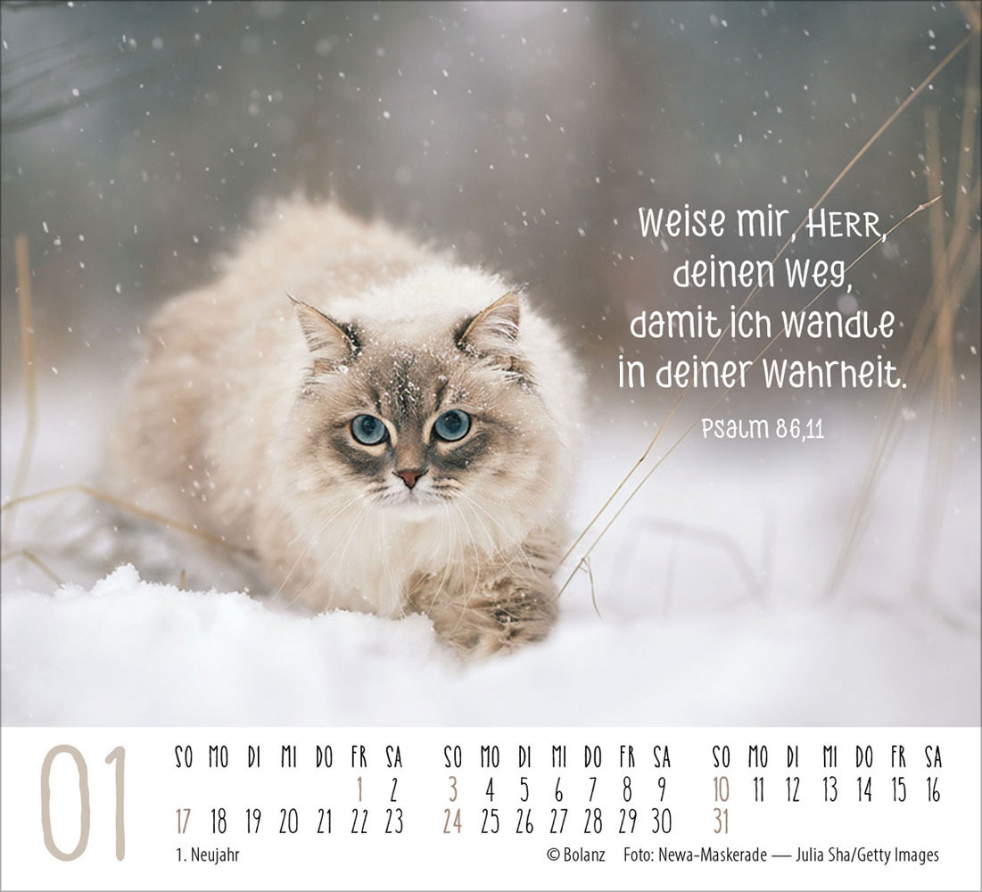 Katzen 2027 - Minikalender