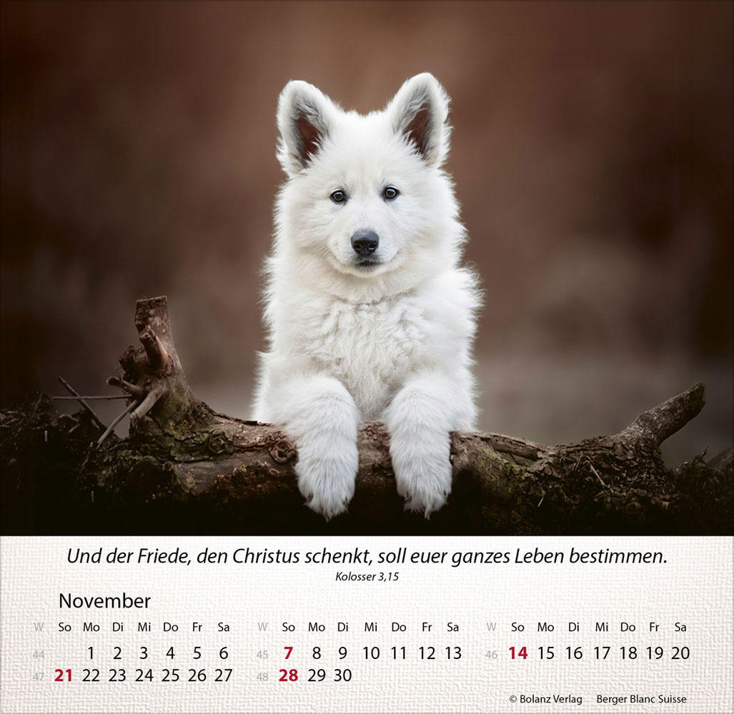 Hunde 2027 - Tischkalender
