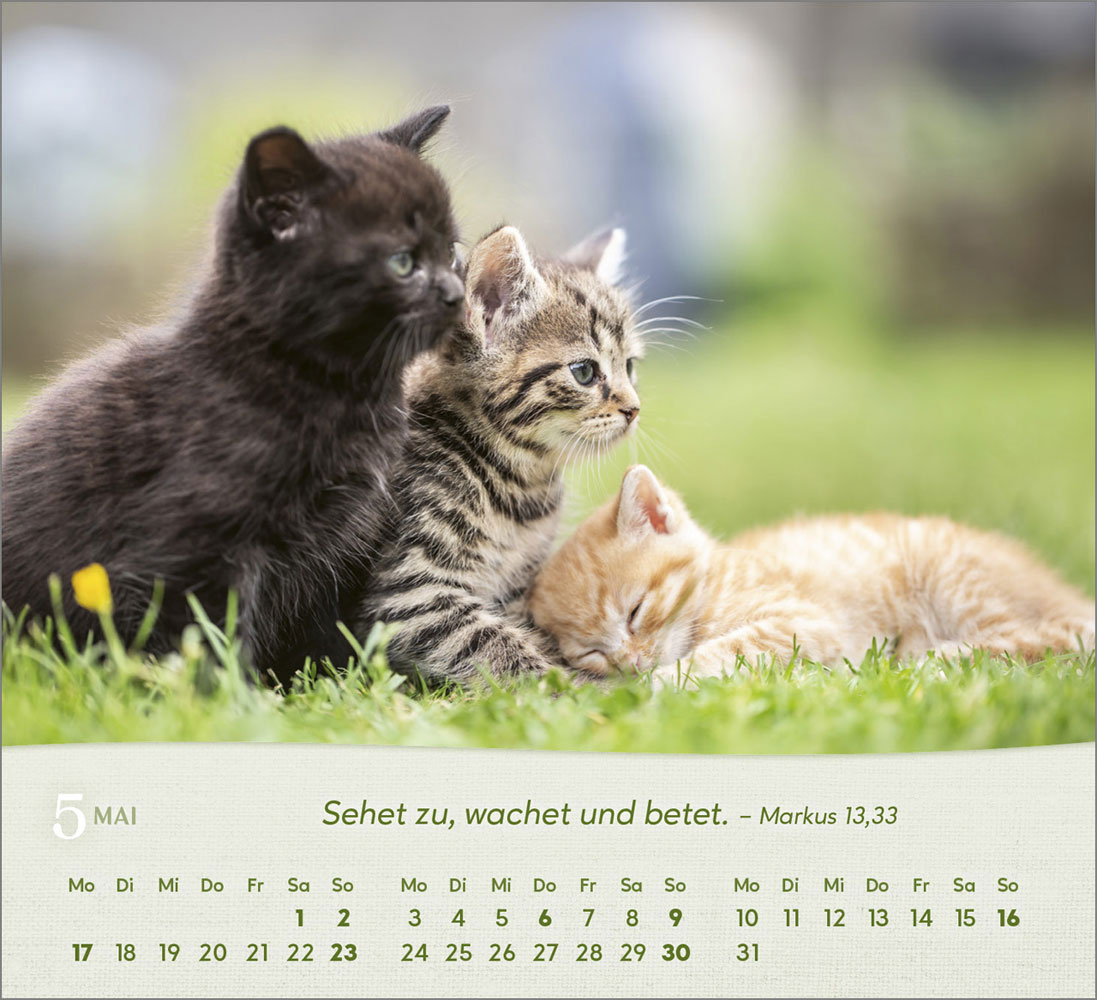 Katzen 2027 - Tischkalender