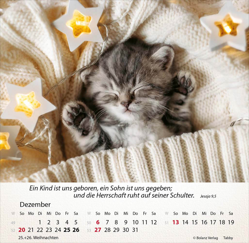 Katzen 2026 - Tischkalender Katzen 2026 - Tischkalender