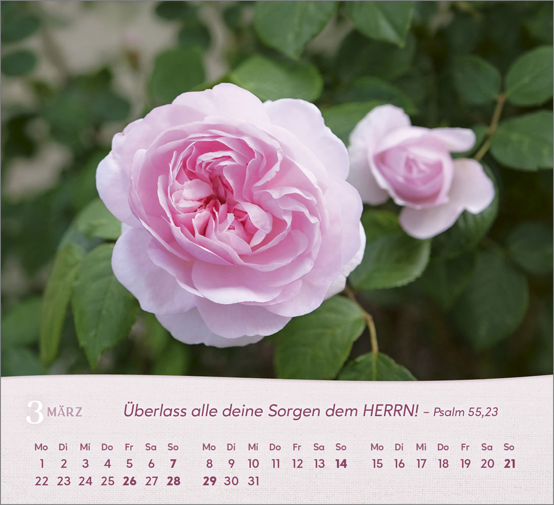 Rosen 2027 - Tischkalender