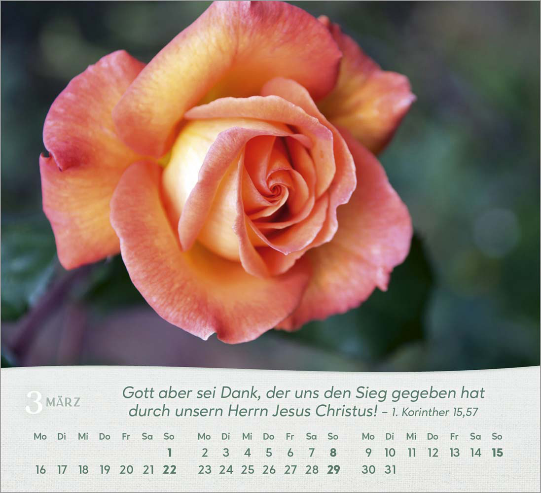 Rosen 2026 - Tischkalender