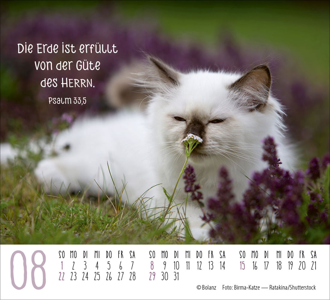 Katzen 2027 - Minikalender