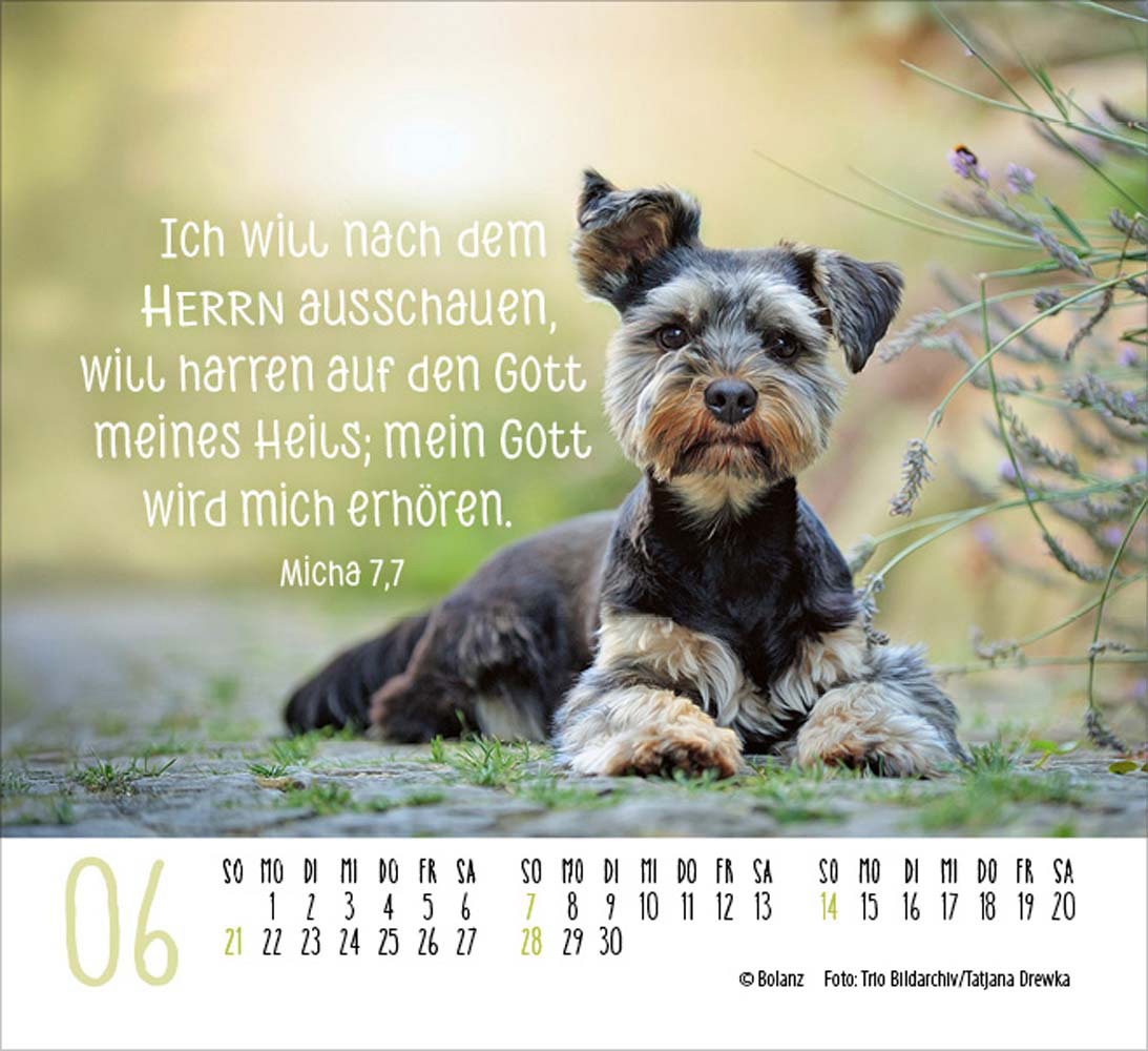Hunde 2026 - Minikalender Hunde 2026 - Minikalender
