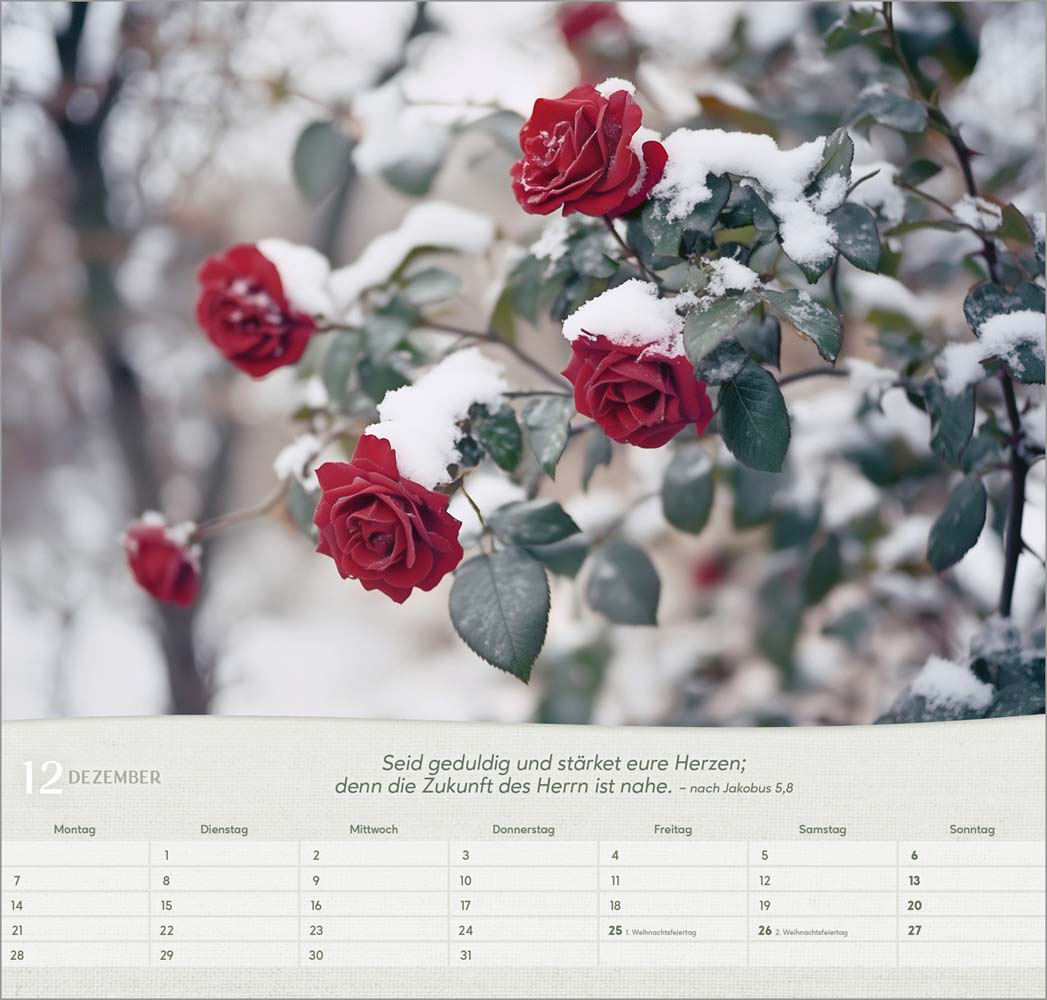 Rosen 2026 - Wandkalender