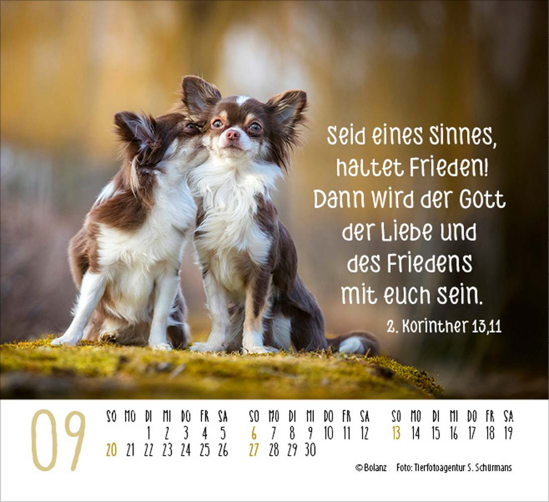 Hunde 2026 - Minikalender Hunde 2026 - Minikalender