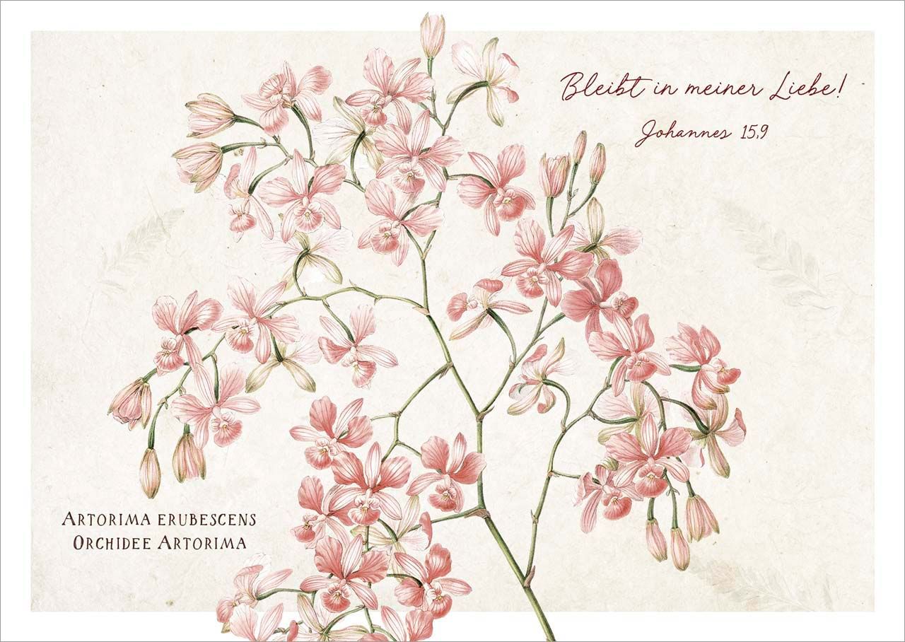 Postkarte "Orchidee Artorima"