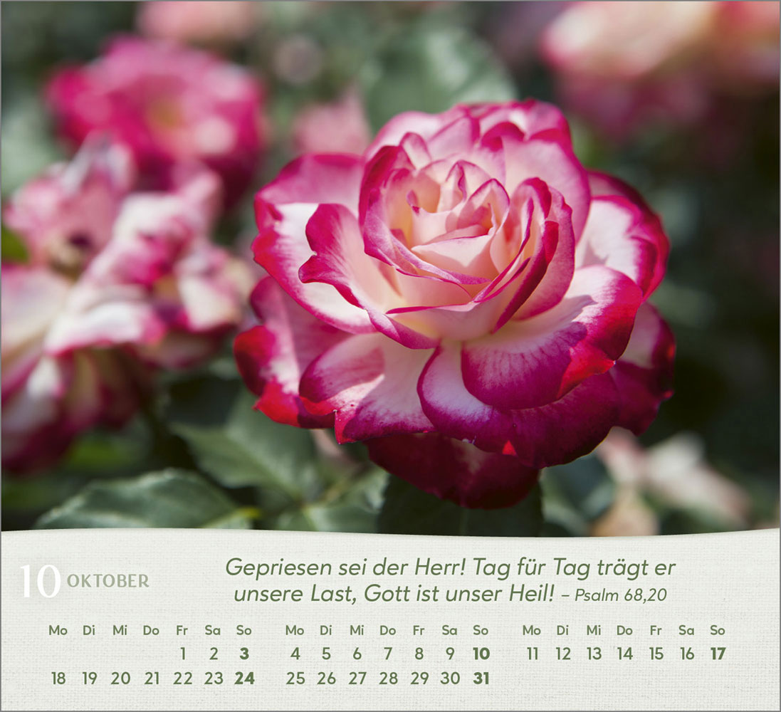 Rosen 2027 - Tischkalender