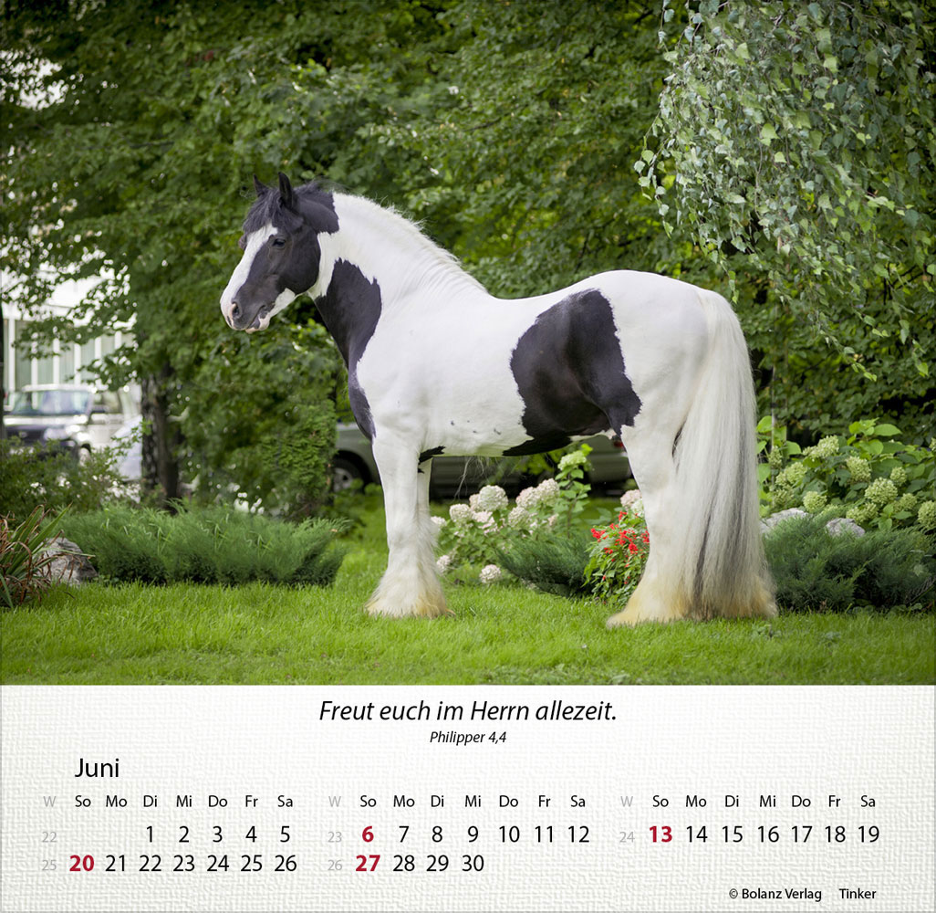 Pferde 2027 - Tischkalender