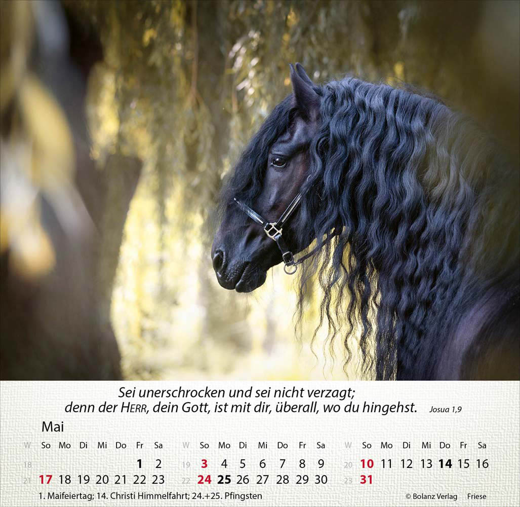 Pferde 2026 - Tischkalender