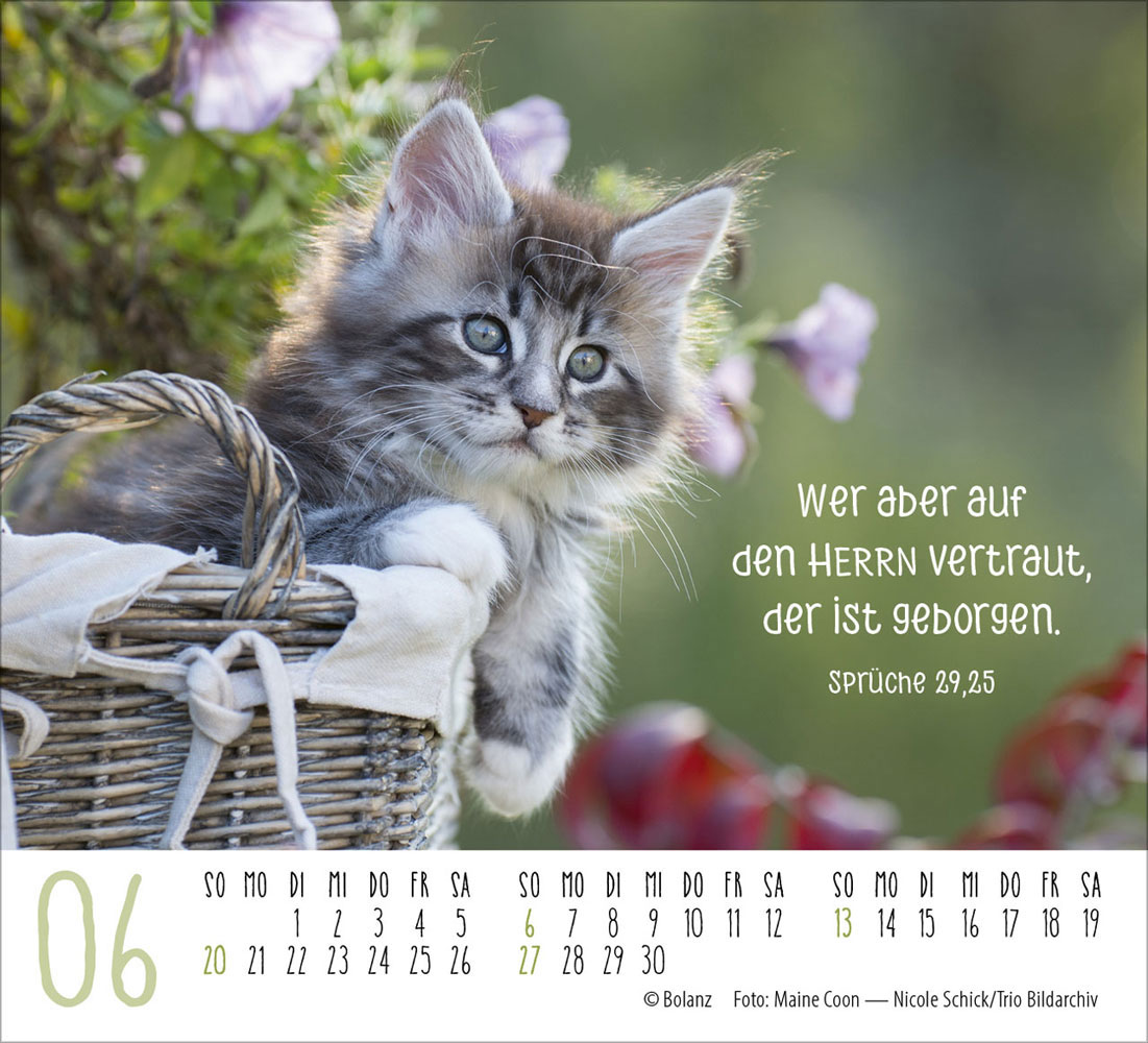 Katzen 2027 - Minikalender