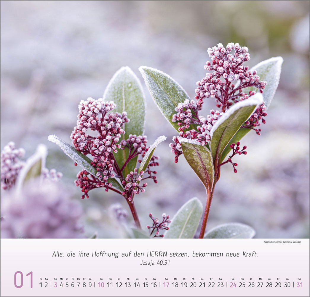 Impressionen Blumen 2027