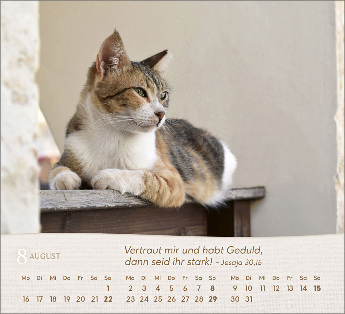 Katzen 2027 - Tischkalender